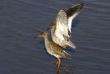 Redshank 